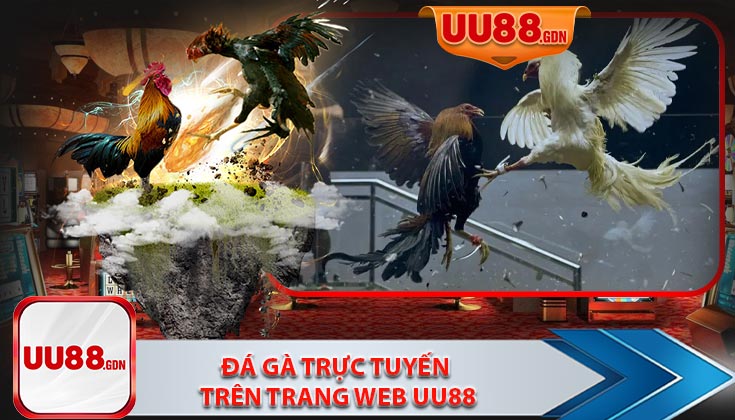 Giới Thiệu Đá Gà Trực Tuyến Trên Trang Web UU88