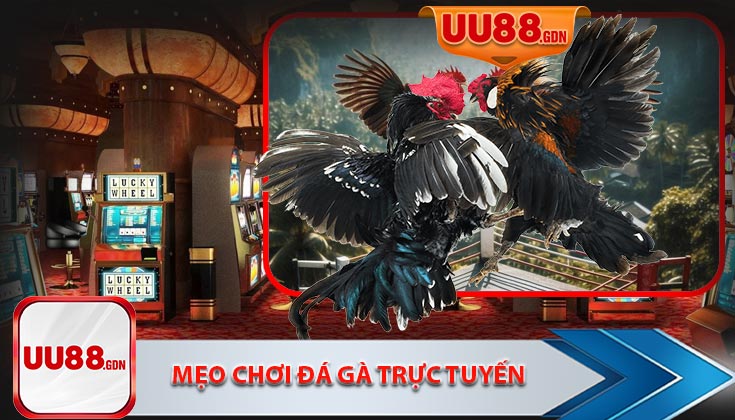 Mẹo Chơi Đá Gà Trực Tuyến Trên Trang Web UU88 Hiệu Quả